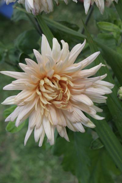 Golden Chrysant earrings ❥