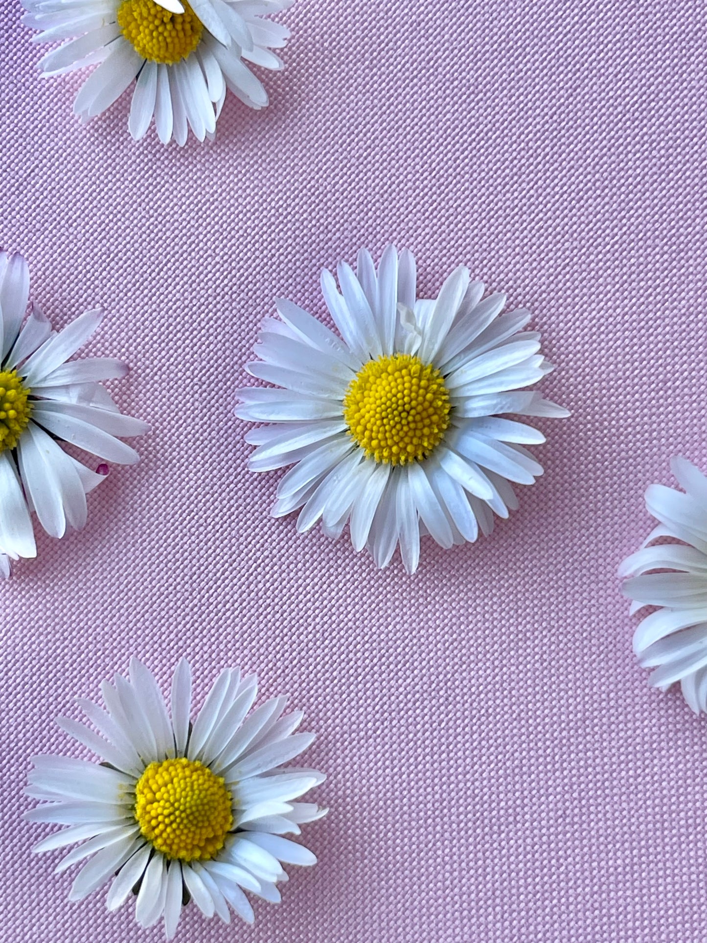 Daisy Flower ♥