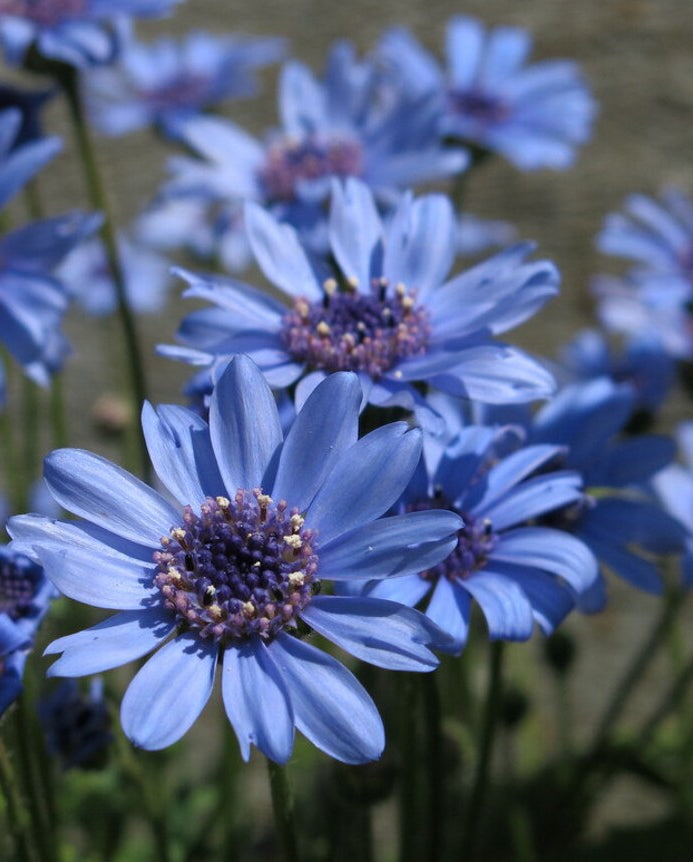 Felicia Daisy earrings ❥