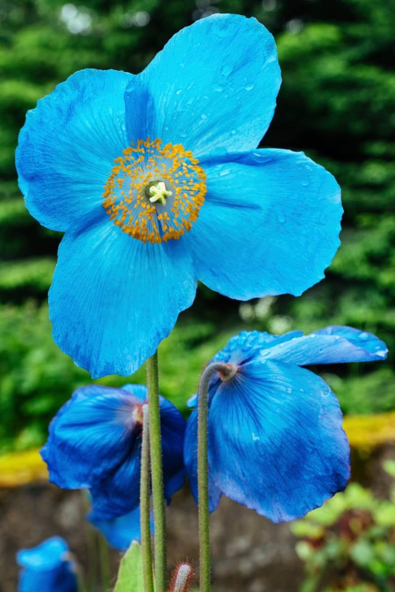 Blue Papaver Earrings ❥