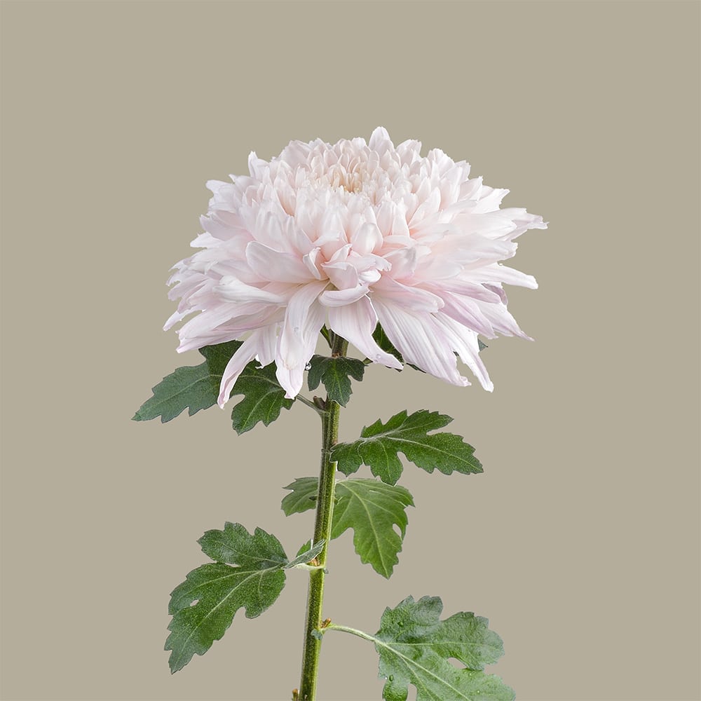 Pink Chrysant earrings ❥