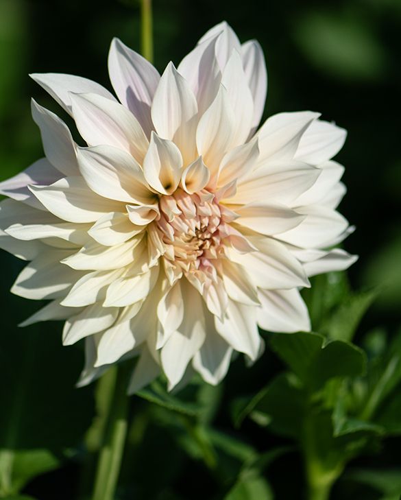 Dahlia Cafe Au Lait earrings ❥