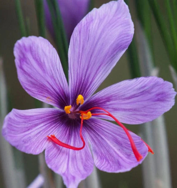 Crocus sativus earrings ❥
